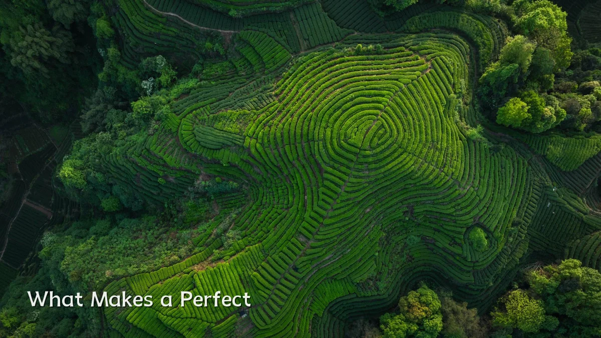 What Makes a Perfect