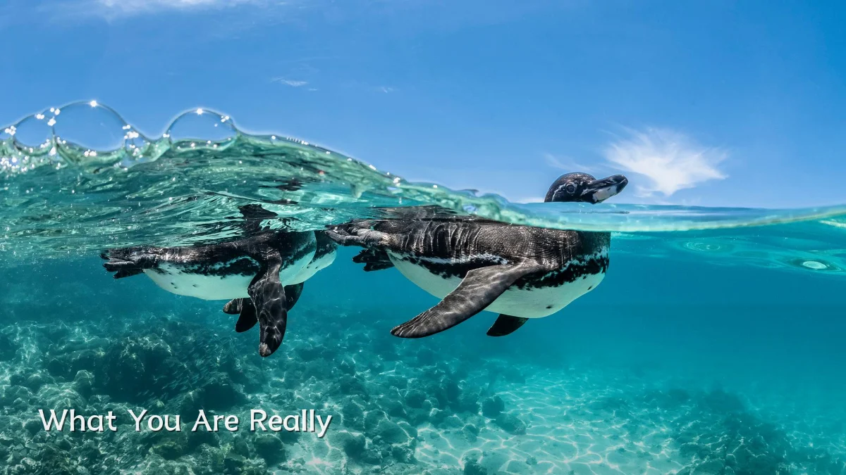 What You Are Really