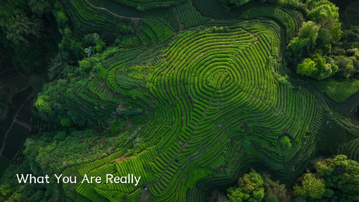 What You Are Really